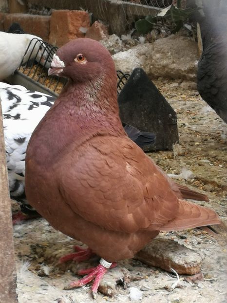 F-2015 - 2-AMERICAN GIANT HOMER