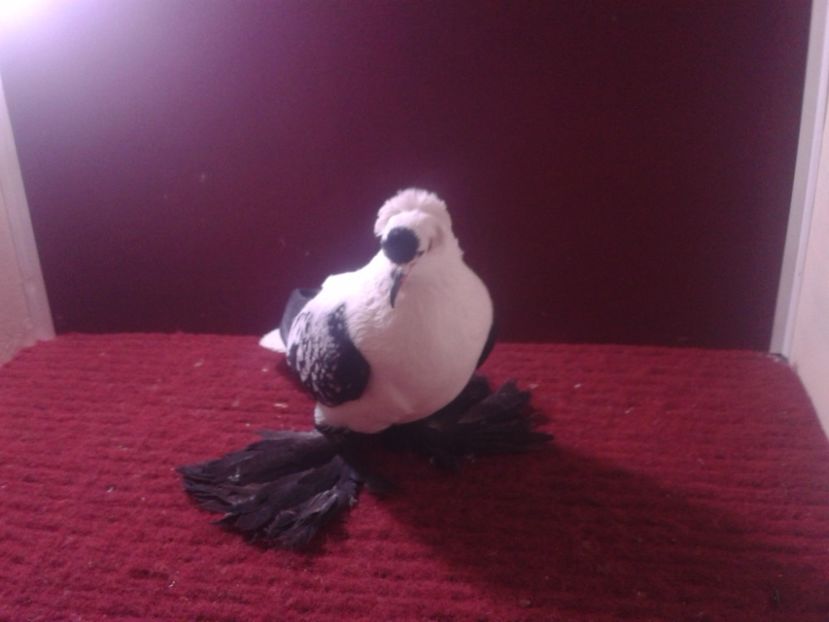 02. Femela 2018 fara inel - 24 Randunica de Saxonia ------------- femele de vanzare