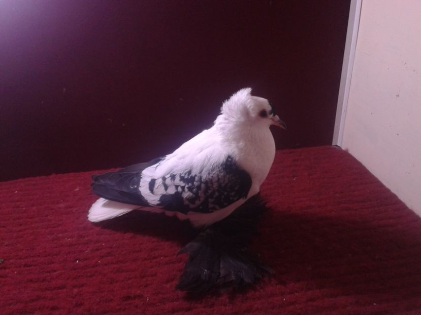 04. Femela 2018 fara inel - 24 Randunica de Saxonia ------------- femele de vanzare