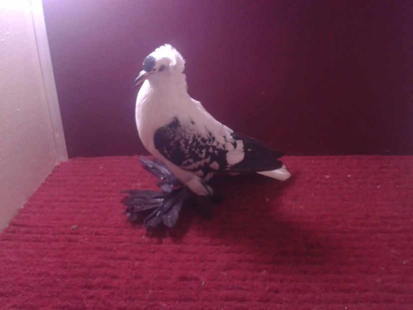 07. Femela 2018 fara inel - 24 Randunica de Saxonia ------------- femele de vanzare