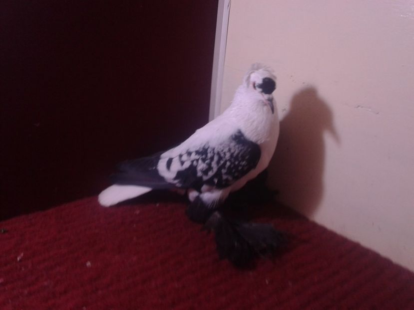 08. Femela 2018 fara inel - 24 Randunica de Saxonia ------------- femele de vanzare