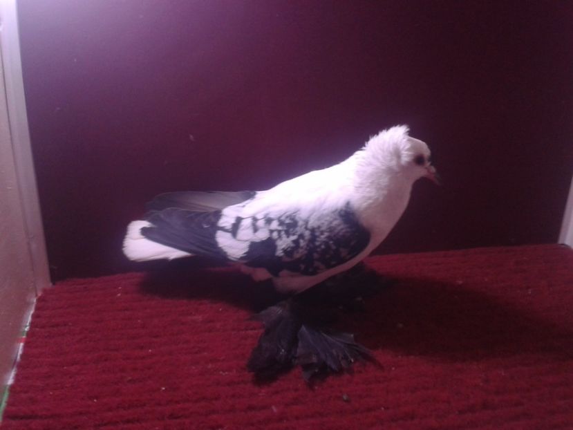 10. Femela 2018 fara inel - 24 Randunica de Saxonia ------------- femele de vanzare