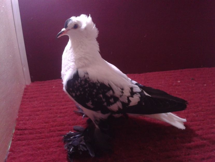 01. Femela EE RO 18 702 - 24 Randunica de Saxonia ------------- femele de vanzare