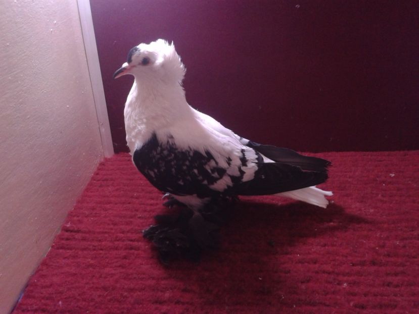 03. Femela EE RO 18 702 - 24 Randunica de Saxonia ------------- femele de vanzare