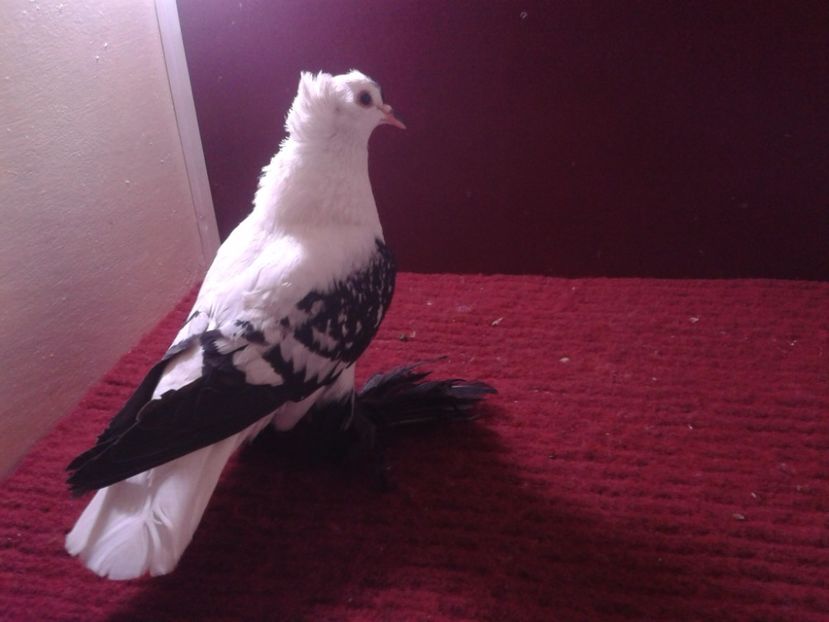 04. Femela EE RO 18 702 - 24 Randunica de Saxonia ------------- femele de vanzare