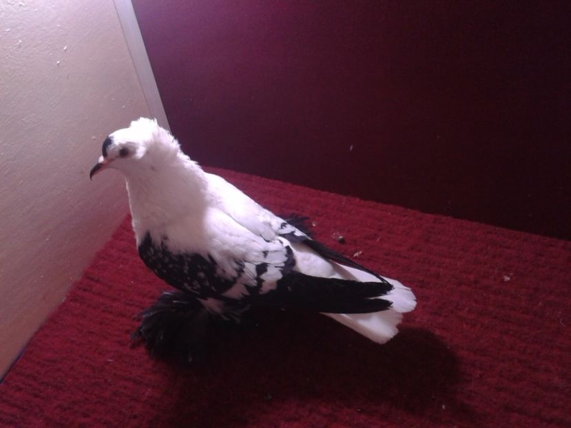 06. Femela EE RO 18 702 - 24 Randunica de Saxonia ------------- femele de vanzare