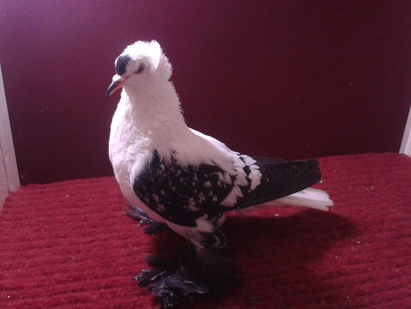 07. Femela EE RO 18 702 - 24 Randunica de Saxonia ------------- femele de vanzare