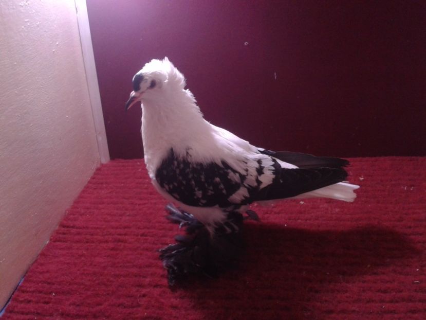 08. Femela EE RO 18 702 - 24 Randunica de Saxonia ------------- femele de vanzare