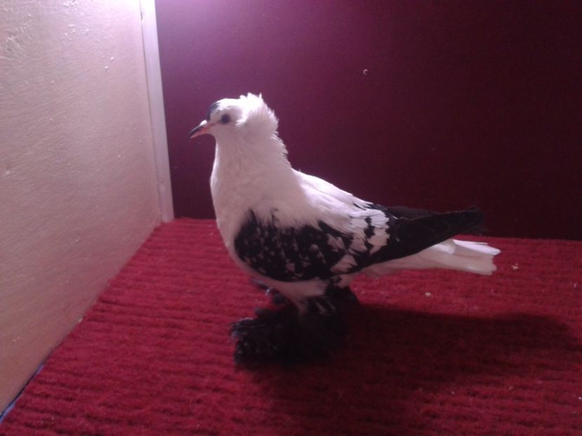 09. Femela EE RO 18 702 - 24 Randunica de Saxonia ------------- femele de vanzare