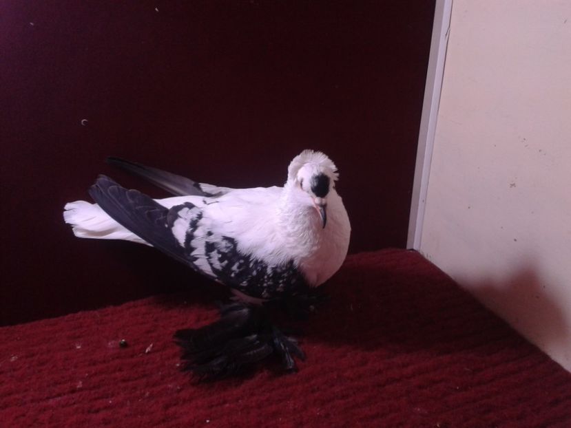 10. Femela EE RO 18 702 - 24 Randunica de Saxonia ------------- femele de vanzare