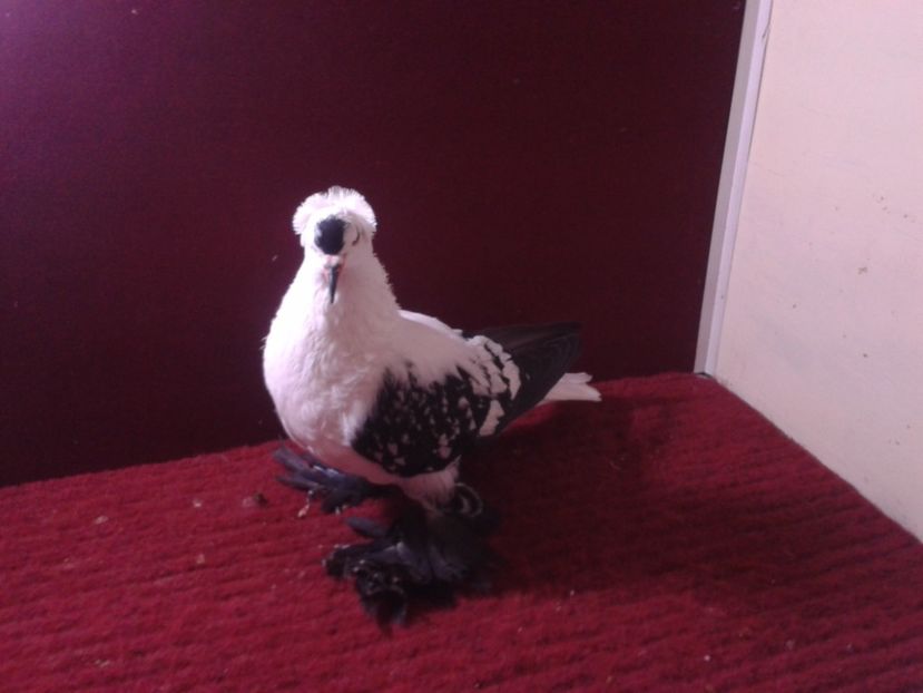 11. Femela EE RO 18 702 - 24 Randunica de Saxonia ------------- femele de vanzare