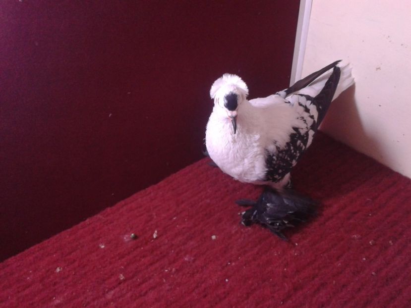 12. Femela EE RO 18 702 - 24 Randunica de Saxonia ------------- femele de vanzare