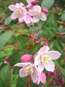 DEUTZIA-KALMIIFLORA-7 - DEUTZIA PURPURA-SCENS