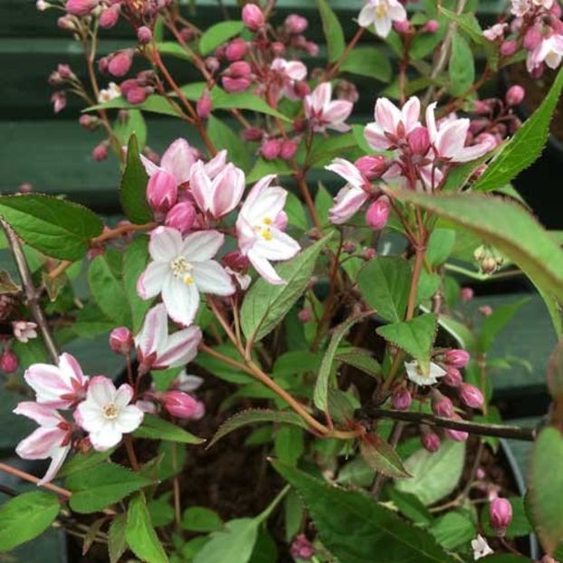 DEUTZIA-KALMIIFLORA- - DEUTZIA PURPURA-SCENS