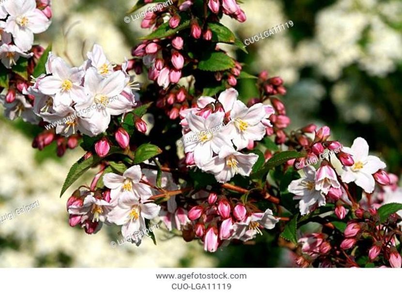 DEUTZIA-KALMIIFLORA-6 - DEUTZIA PURPURA-SCENS