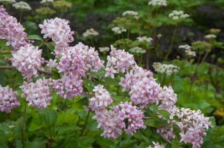 Mont Rose -2 - DEUTZIA MONT ROSE