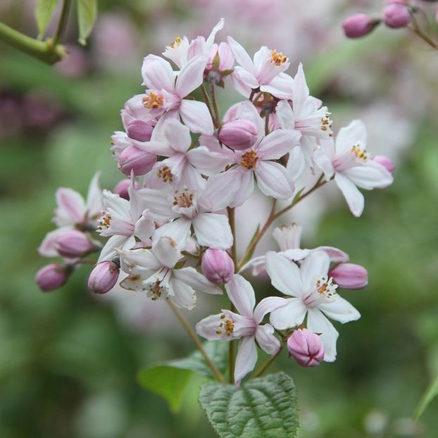 Mont Rose -3 - DEUTZIA MONT ROSE