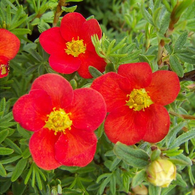 RED ACE -1 - POTENTILLA FRUTICOSA