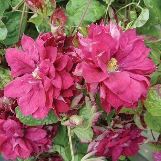 clematis-red-star - RED STAR