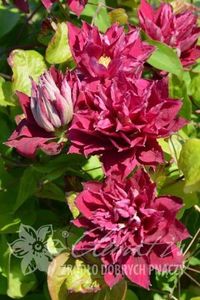 RED STAR-6 - RED STAR