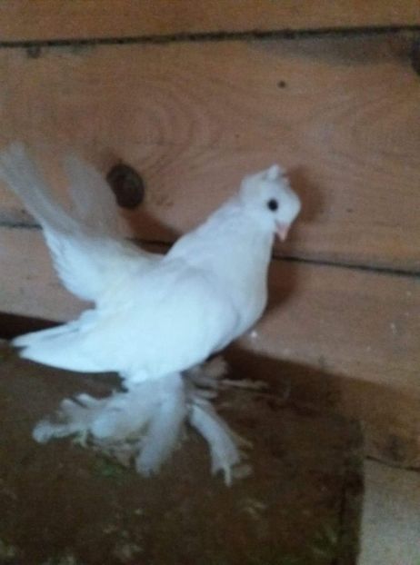 received_2192616850988895 - Porumbei siberieni