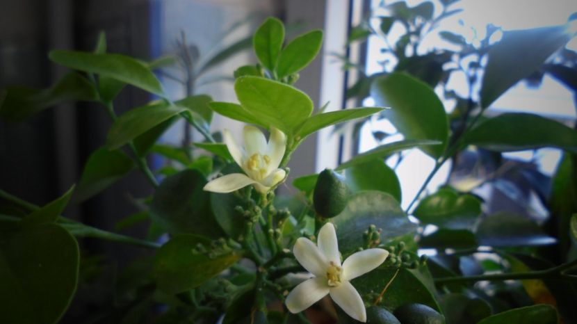 Murraya,de mare gingasie - Stelute