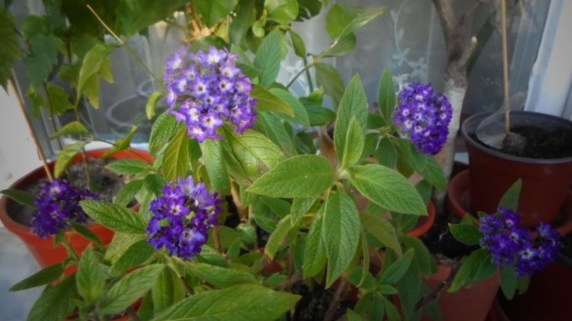 Heliotropium arborescens,neobosita - Stelute