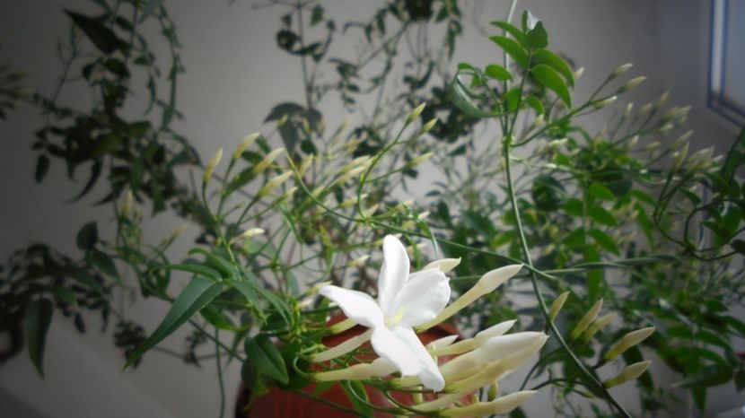 "Polyanthum" - Stelute