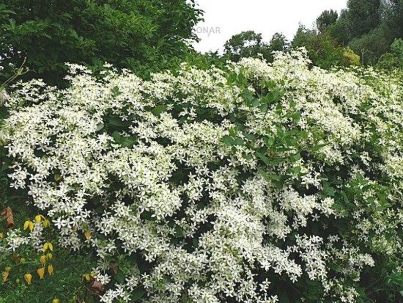 Clematis mandschurica 3 - MANDSCHURICA