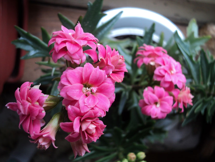 k c.laciniata mart.2019 - CACTUSI SI SUCULENTE