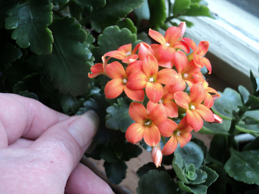  - CACTUSI SI SUCULENTE