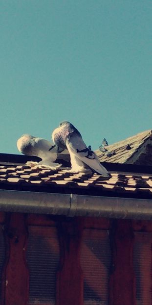 Snapchat-1420832712 - Gusatii pomerania pentru 2019