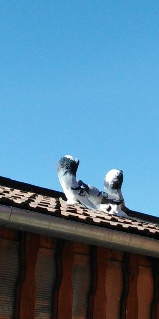 Snapchat-231181597 - Gusatii pomerania pentru 2019