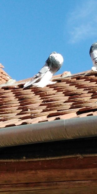 Snapchat-1324785578 - Gusatii pomerania pentru 2019