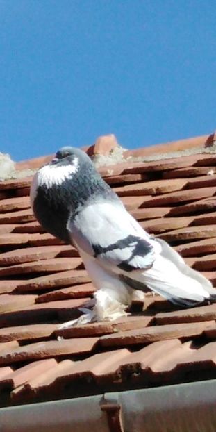 Snapchat-2108768471 - Gusatii pomerania pentru 2019