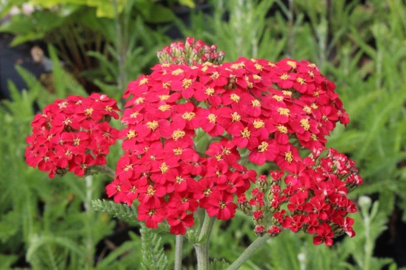 achillea paprika - b Comenzi plante copaci 2018 2019
