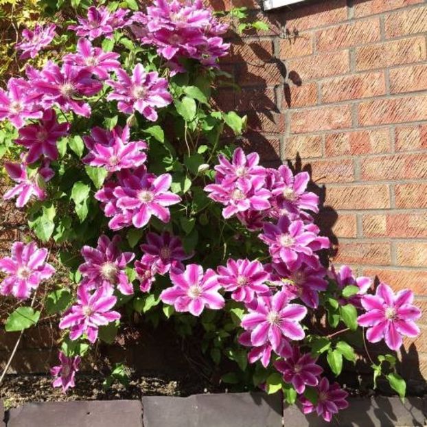 clematis-dr-ruppel - 5 - DOCTOR RUPPEL