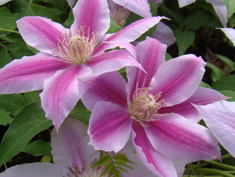 clematis-dr-ruppel-2 - DOCTOR RUPPEL