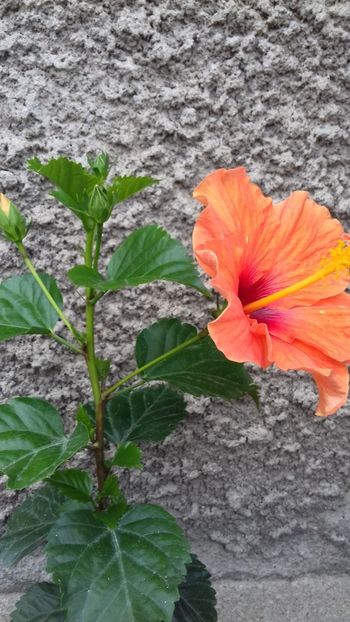  - Florile mele