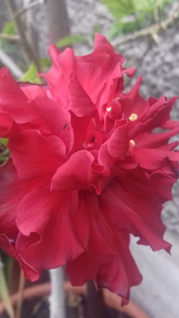  - Florile mele