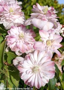 INNOCENT BLUSH PBR- 3 - INNOCENT BLUSH PBR