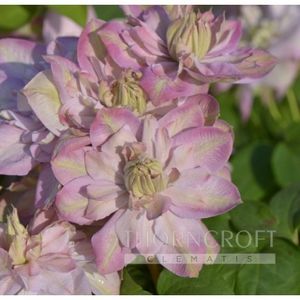 INNOCENT BLUSH PBR -4 - INNOCENT BLUSH PBR