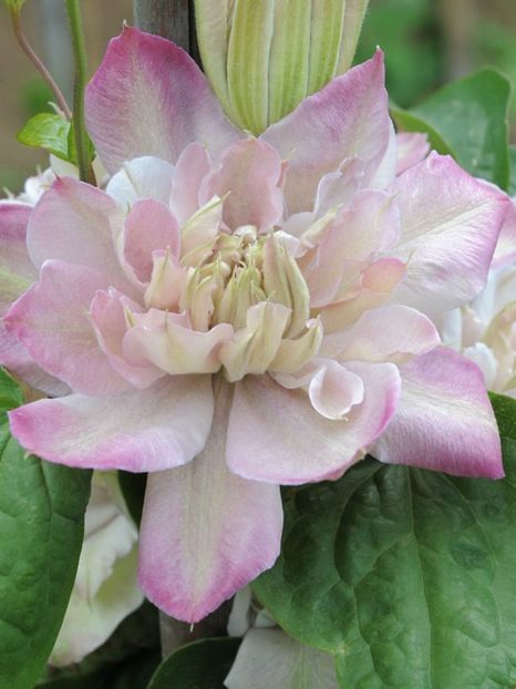 INNOCENT BLUSH PBR -5 - INNOCENT BLUSH PBR