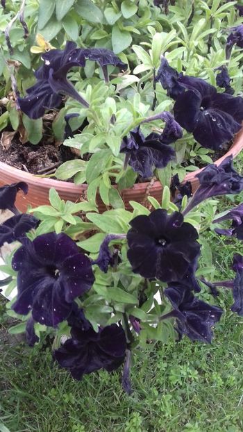 Petuni negre - Florile mele
