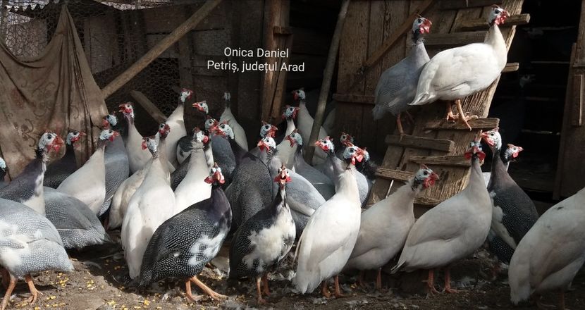 8 martie 2019 - Bibilici colorate