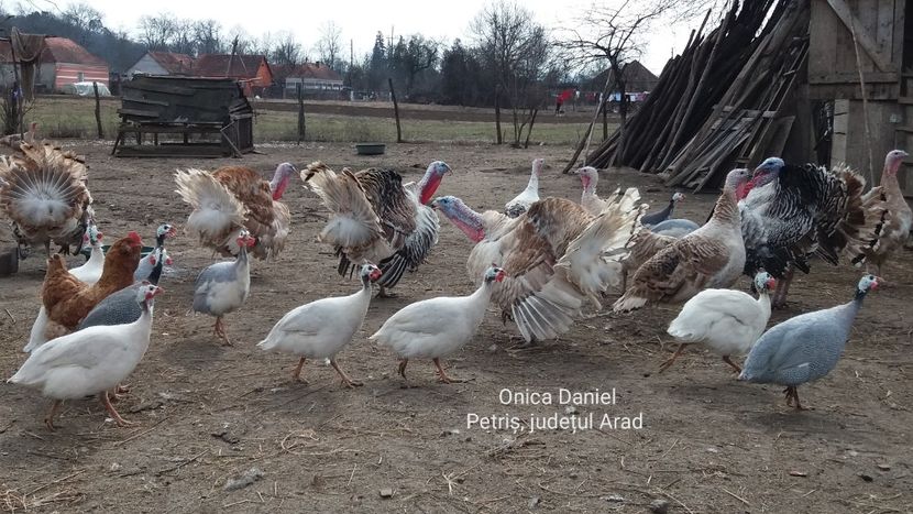 8 Martie 2019 - Bibilici colorate