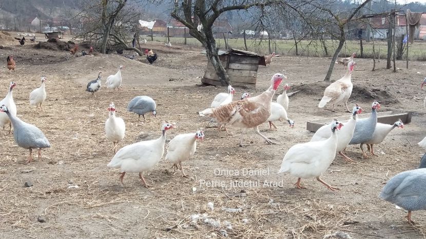 8 martie 2019 - Bibilici colorate