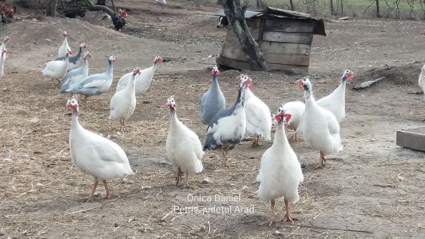 8 martie 2019 - Bibilici colorate