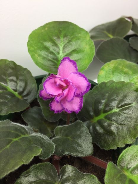 DBDB3B27-19BC-4444-B747-2082C014C564 - RS-Grafinia de Monsoro