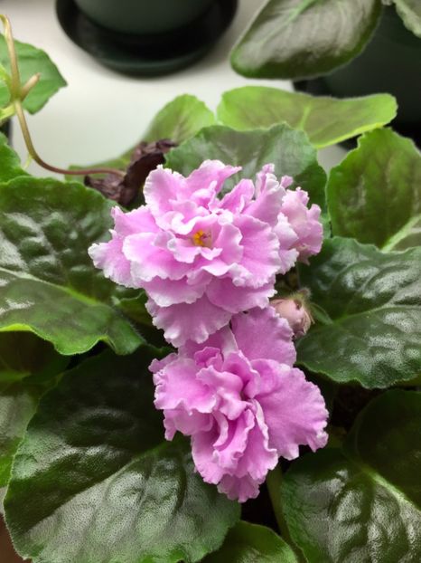 F6D393DC-D0A4-494A-A51E-7E3FC5FD0557 - Rozovaja Pantera